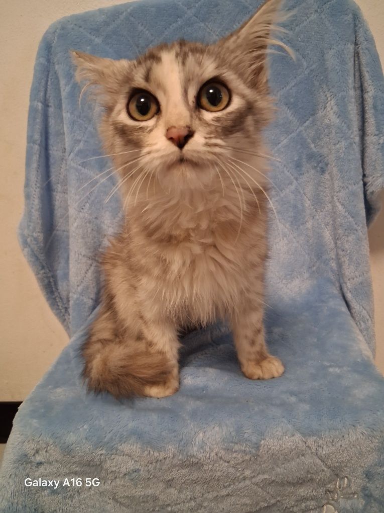 Kocur/Kotka Maine Coon!