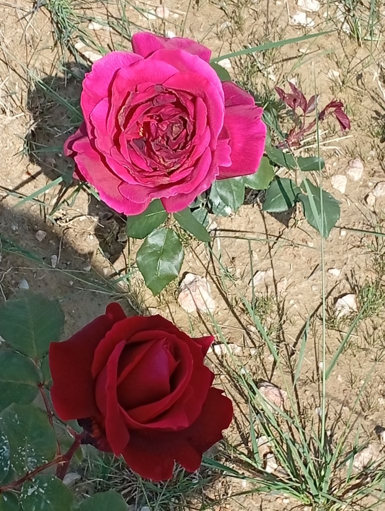 Rosas perfumadas
