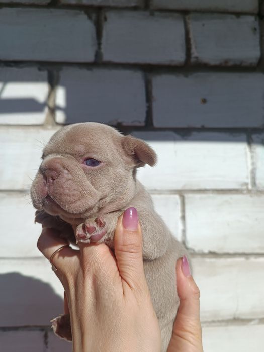 Квіточка в забарвленні Ізабелла Нью шейд