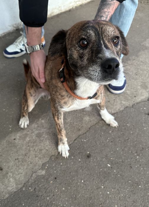 Cão para adoção responsável