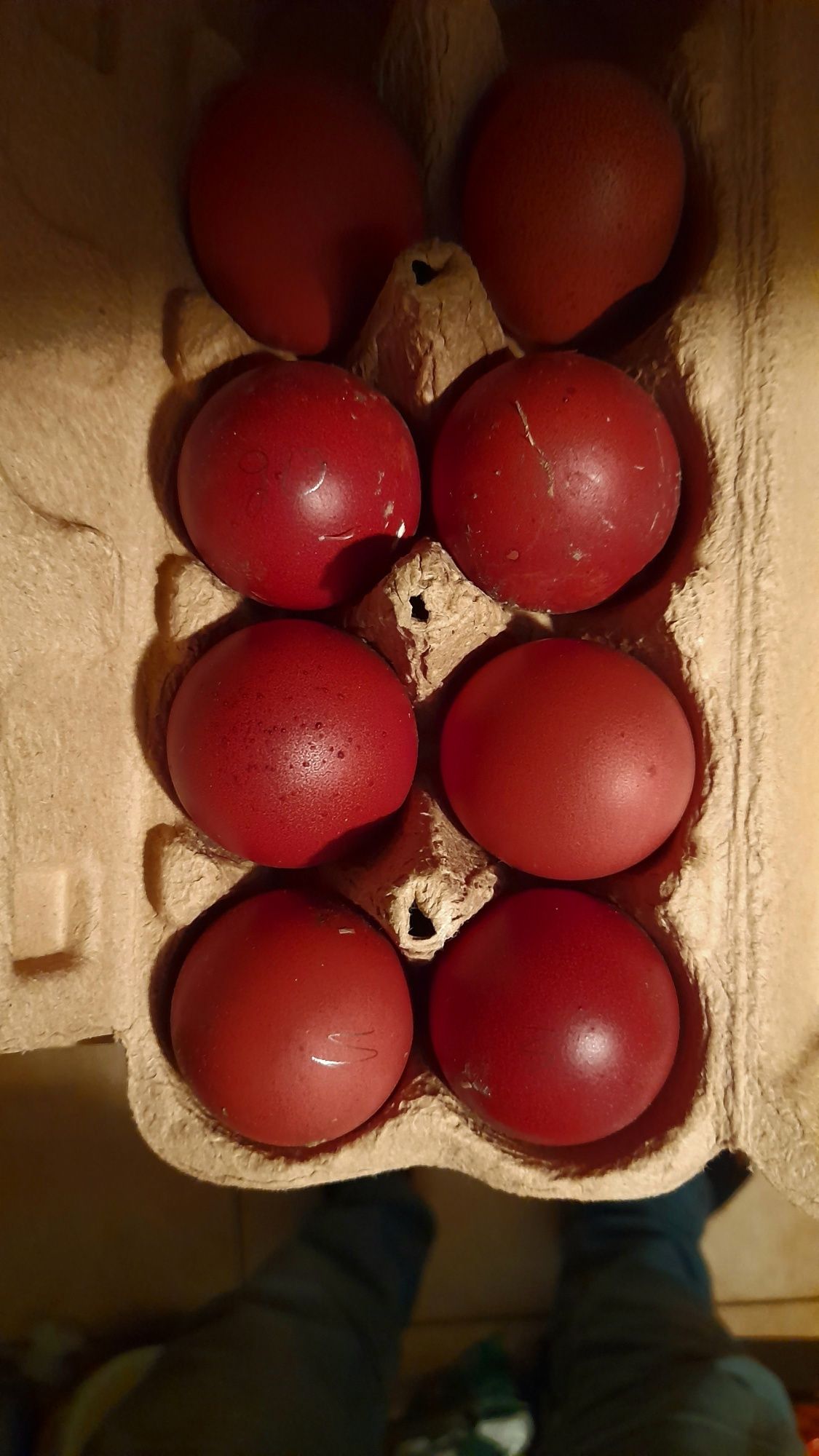 Jaja lęgowe Marans niebieski