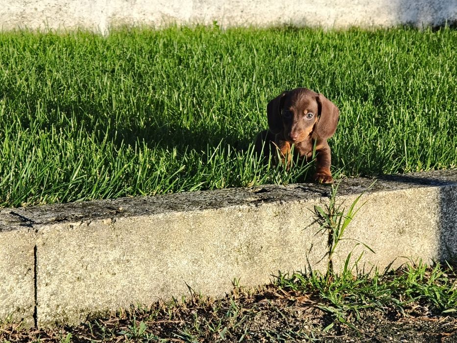 Teckel kaninchen macho com LOP