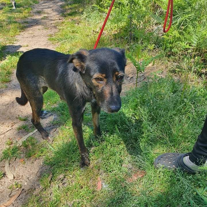 Missy- cachorra de porte médio muito calma para adoção