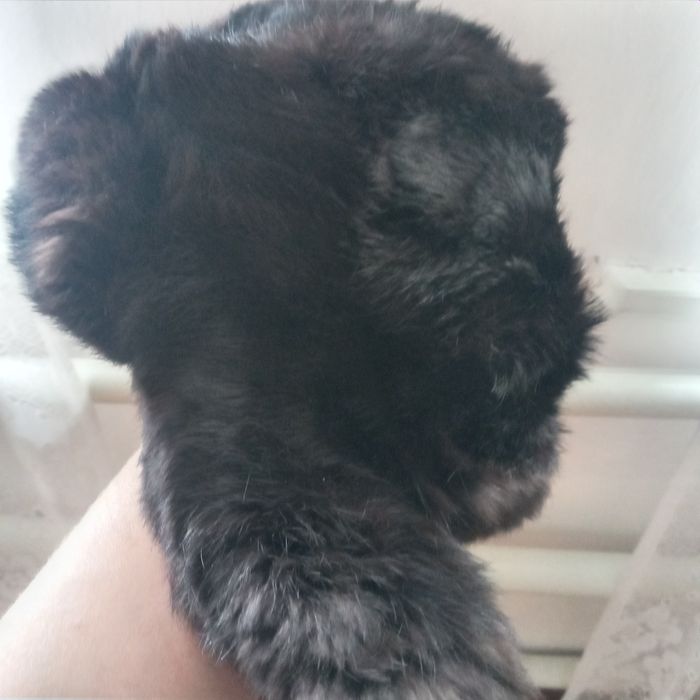 Шапка ушанка мех натуральный