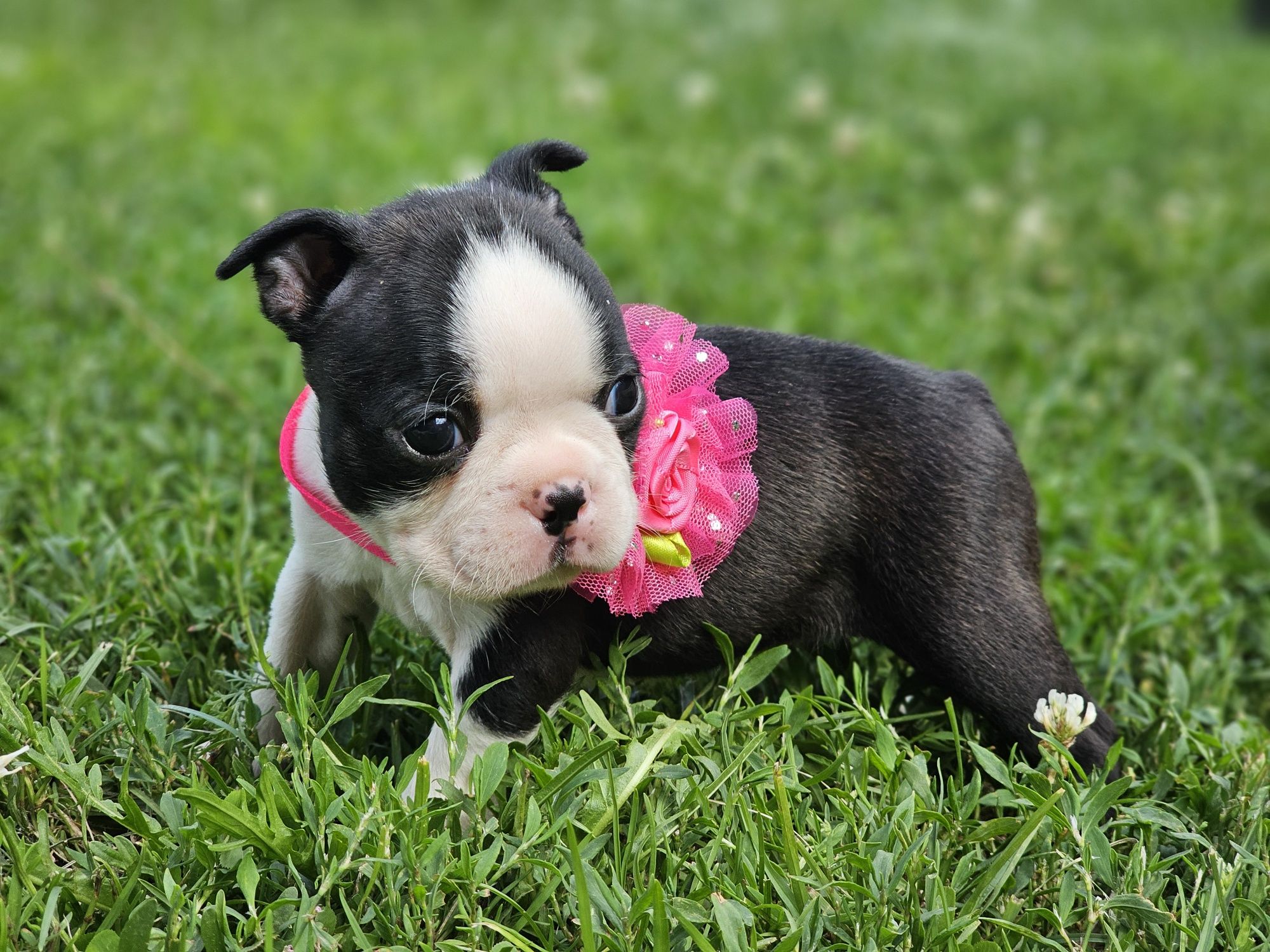 Suczka boston terrier do rezerwacji