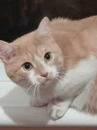 Дружелюбный рыже-белый кот, мальчик, 2 года