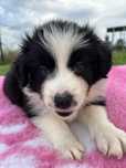 Śliczna suczka border collie ZKwP FCI po Grand Championie PL