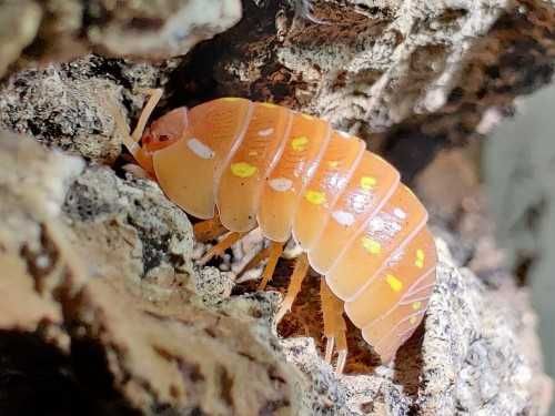 Armadillidium frontetriangulum orange corfu isopody/kulanki