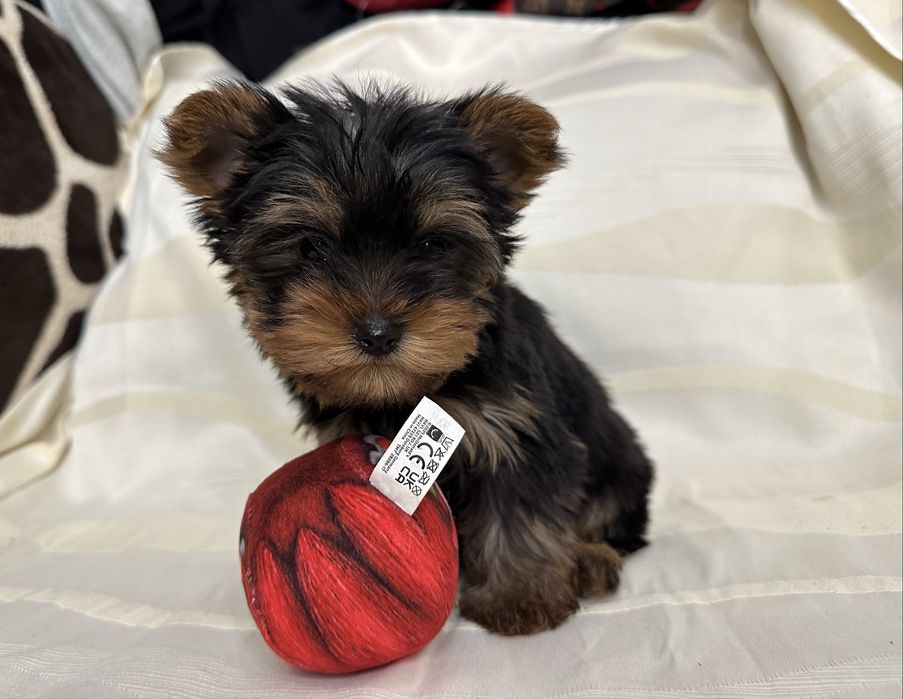 Цуценя йоркширського терьера