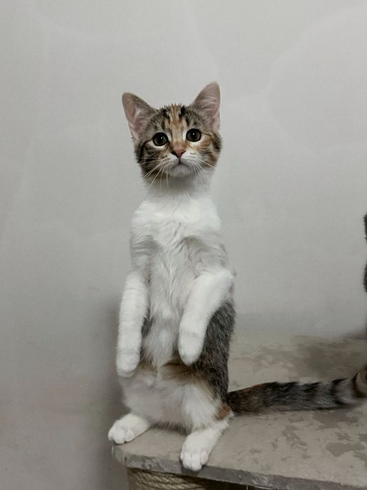 Кошеня Дейзі шукає люблячий дім