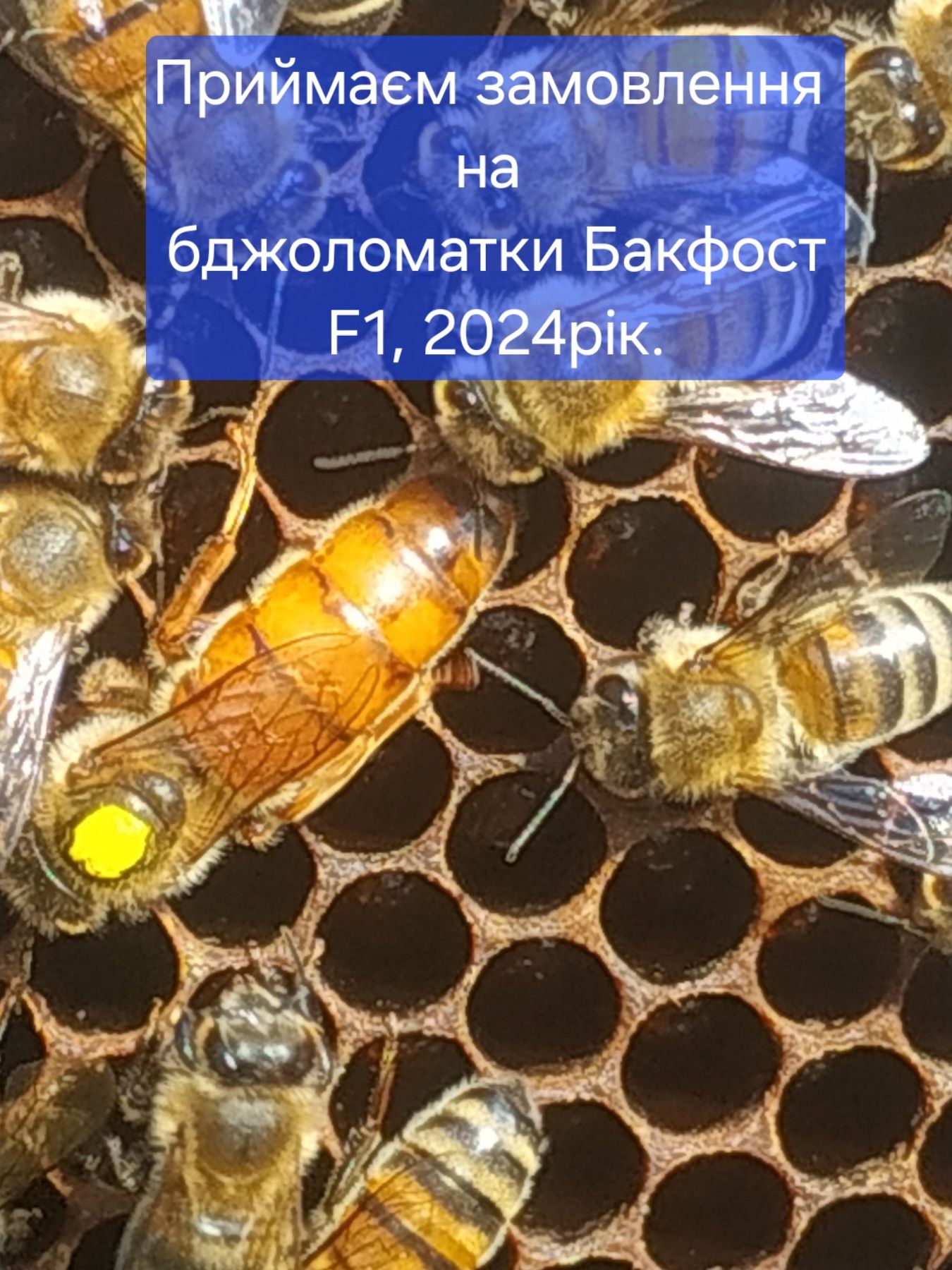 Продаються минулорічні бджоломатки  2023р