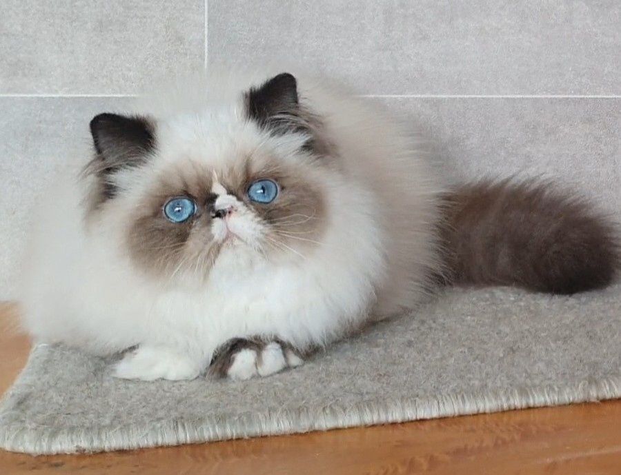 Kociak Perski, niesamowity