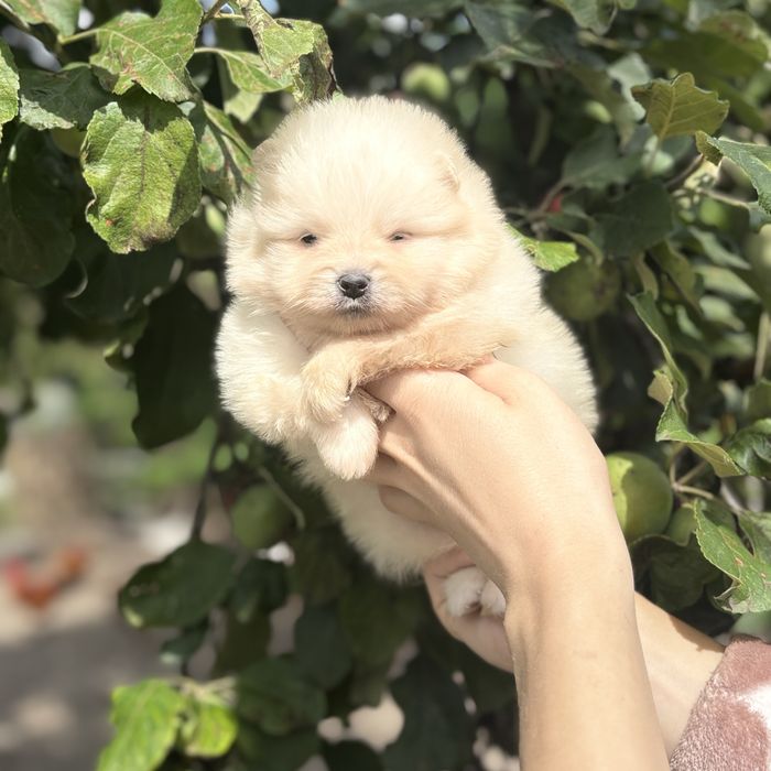 чудова дівчинка шоу классу