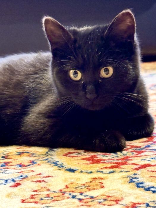 Віддам кошенятко у добрі руки