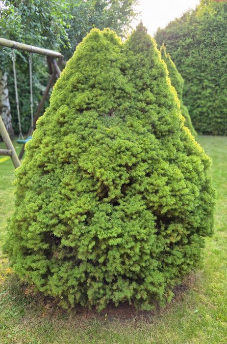 Cyprys Cyprysy 180cm