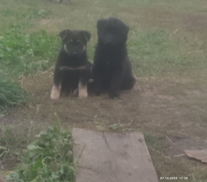 Продам цуценят вівчарки