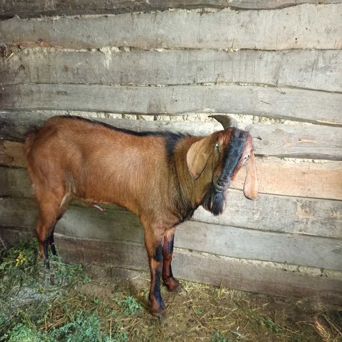 Англо-нубійський козел, 1 рік 2 міс., племінний.