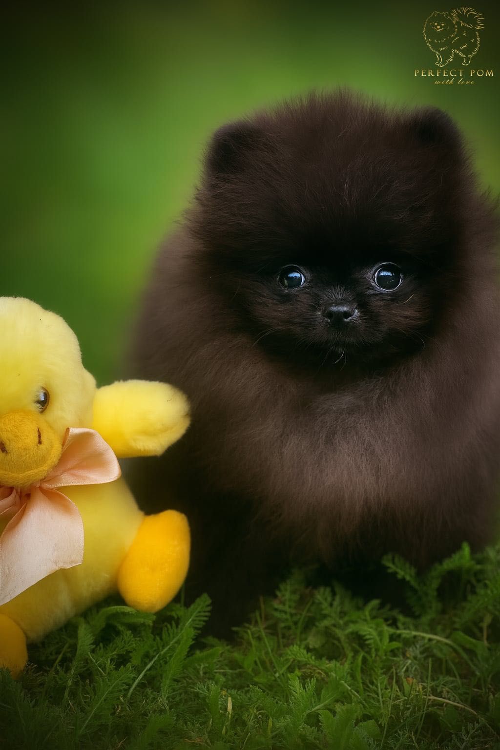 Szpic miniaturowy pomeranian w typie „misia”