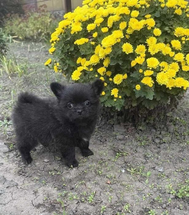 Ніжна і дуже лагідна дівчинка помчі.