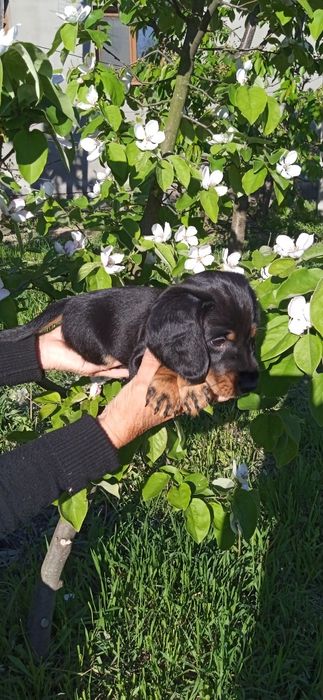 Полудовгошерстний хлопчик таксик