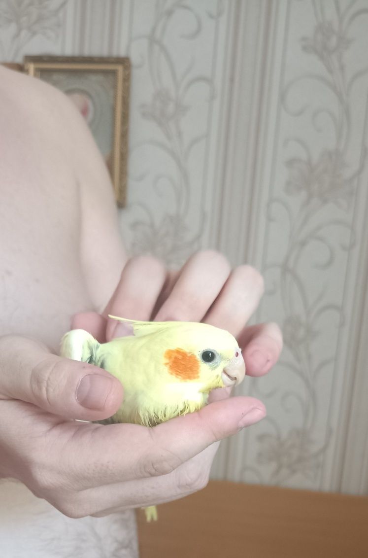 Клітка з корелою