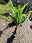 sztuczna roślina palma ikea 150cm