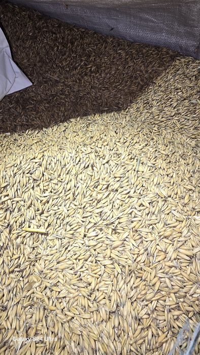 Owies harnaś ok.4 tony