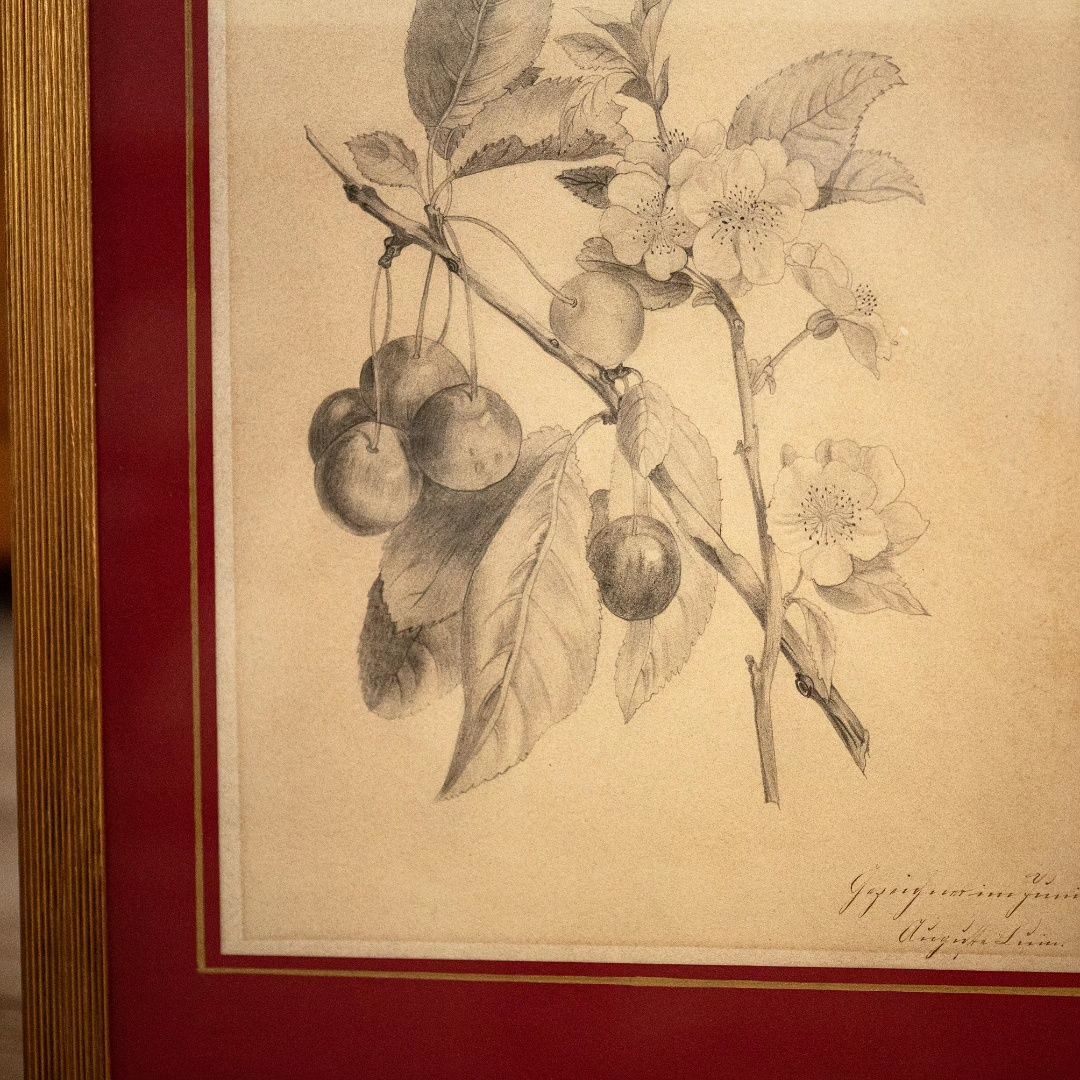 Stary botaniczny szkic grafika pięknie oprawiony kwiat wiśni