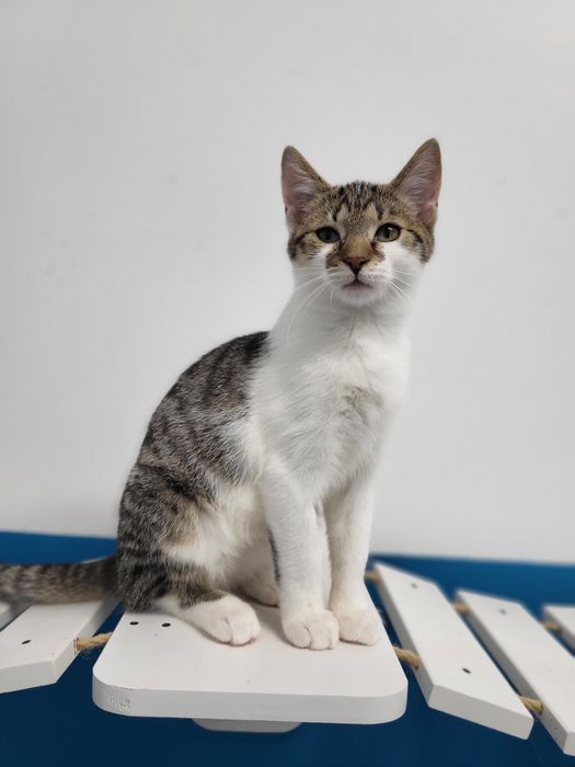 4 miesięczny kociak Labubu do adopcji