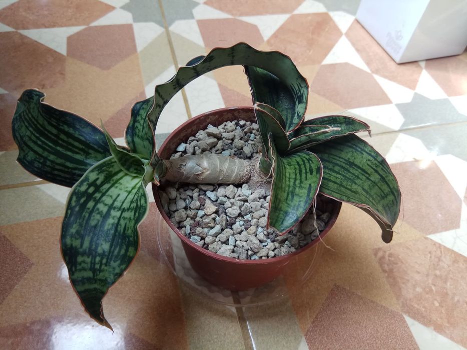 Sansevieria сансевиерия клеопатра