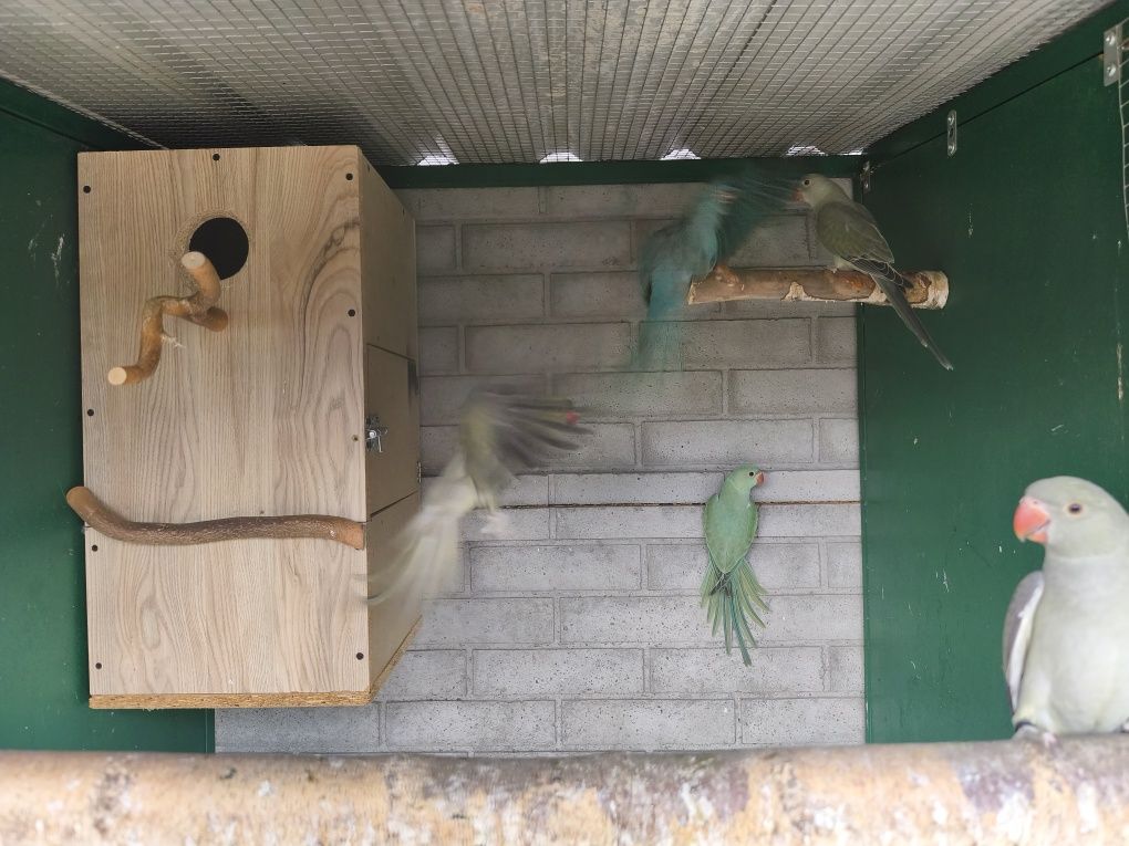 Sprzedam papuge ptaki Aleksandrette Obrożną