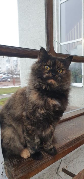 Безкоштовно котуся