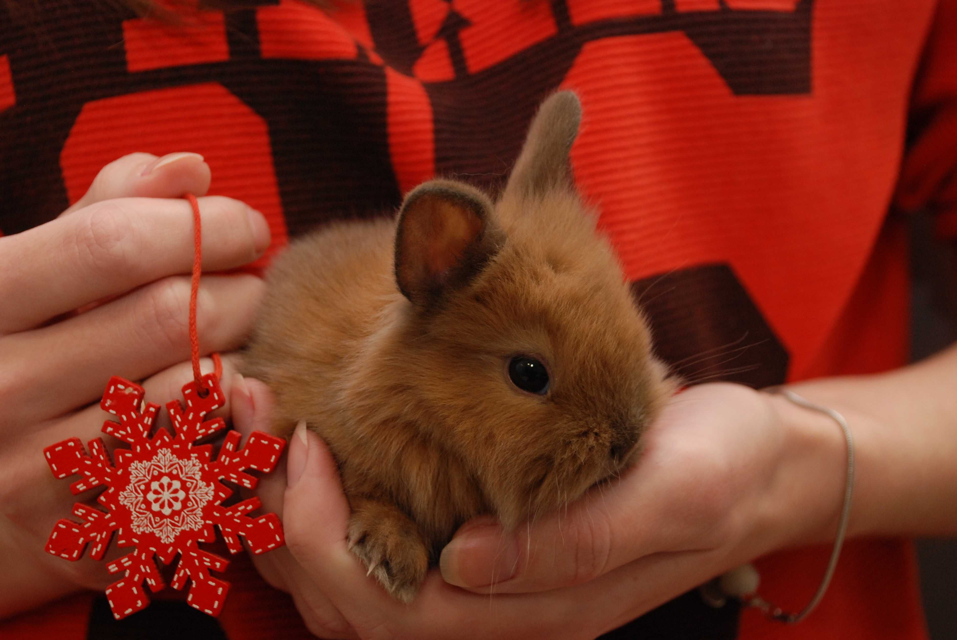 Малышня миники Карликовые декоративные кролики