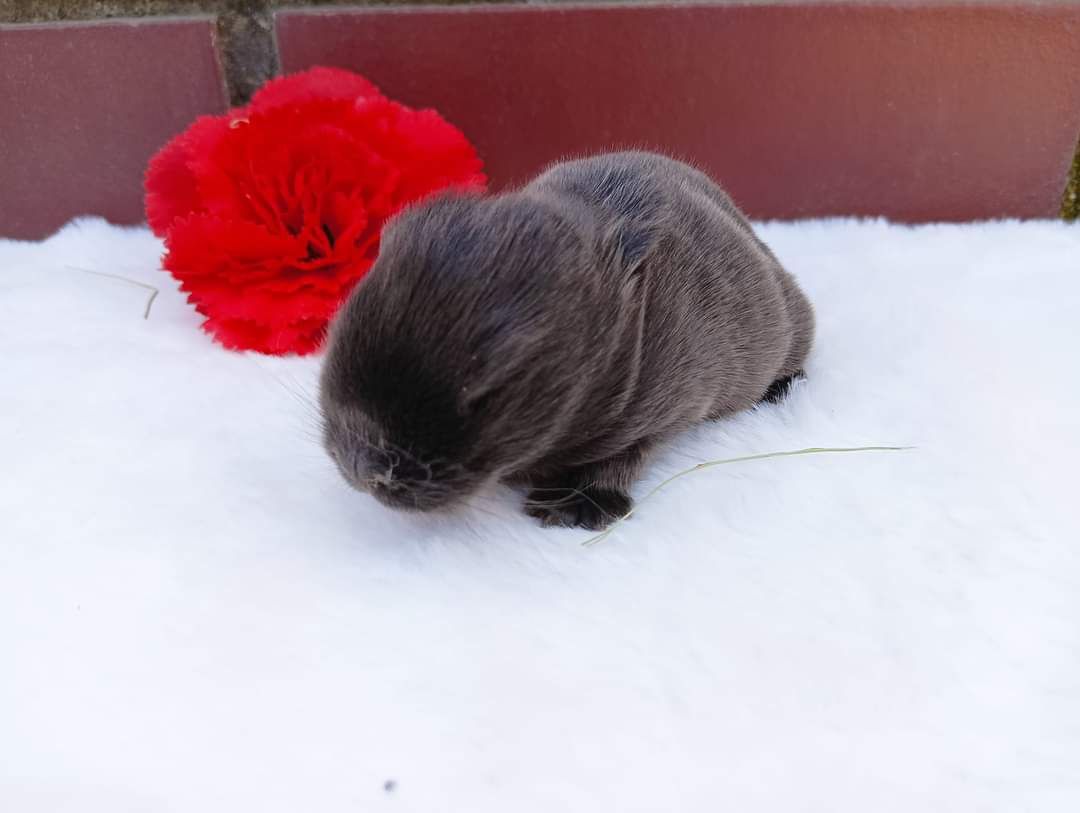 Mini lop, królik miaturka króliczek baranek