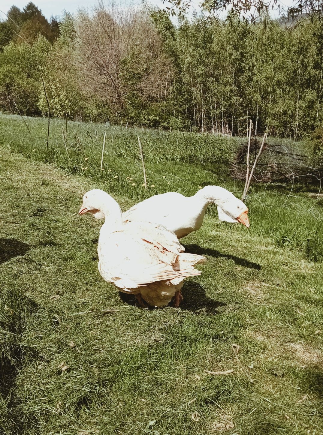 Gęsi chołmogory parę sprzedam