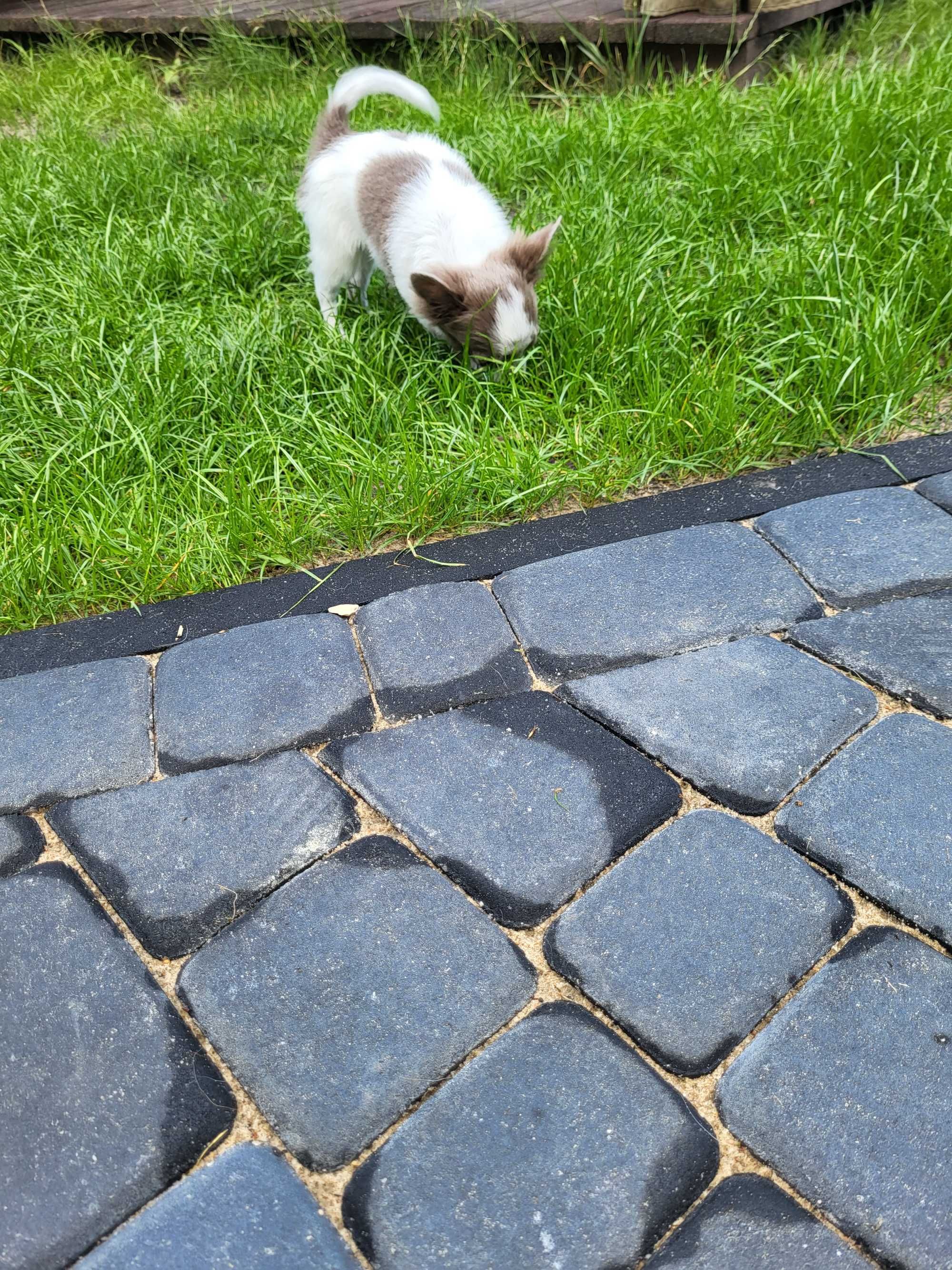 Sunia chihuahua długowłosa