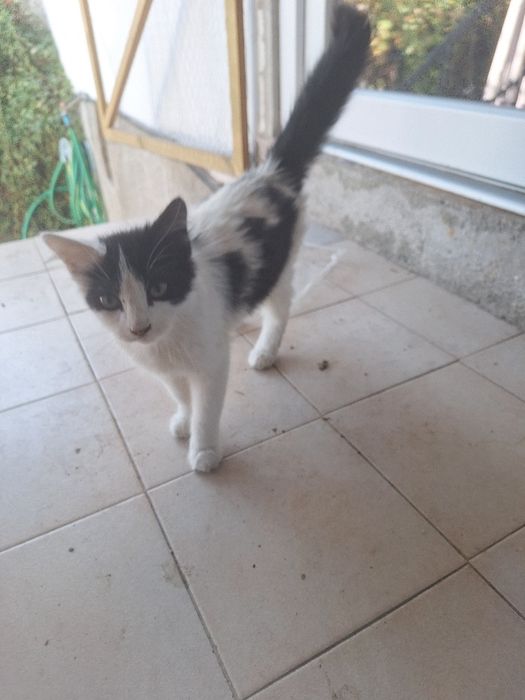 Gata com pêlo comprido