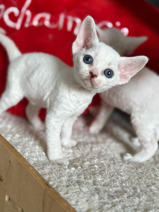 ALABASTER kocurek Devon Rex