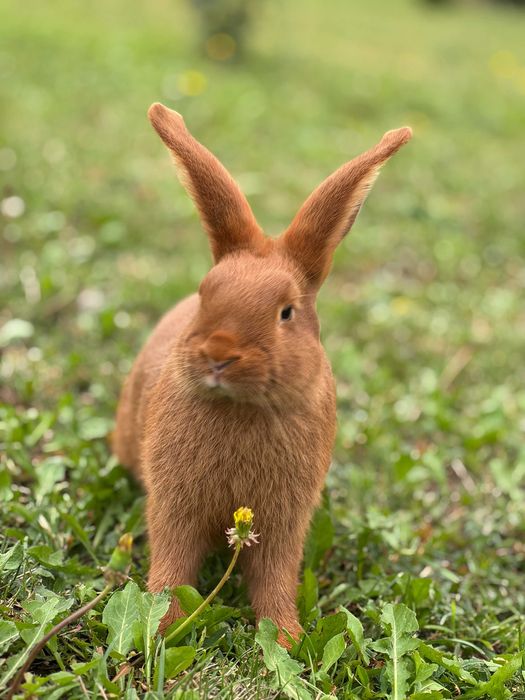 Królik Nowozelandzki czerwony