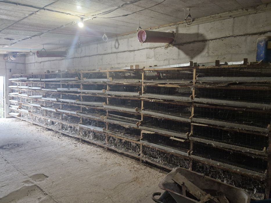 Обладнання для перепелиної ферми