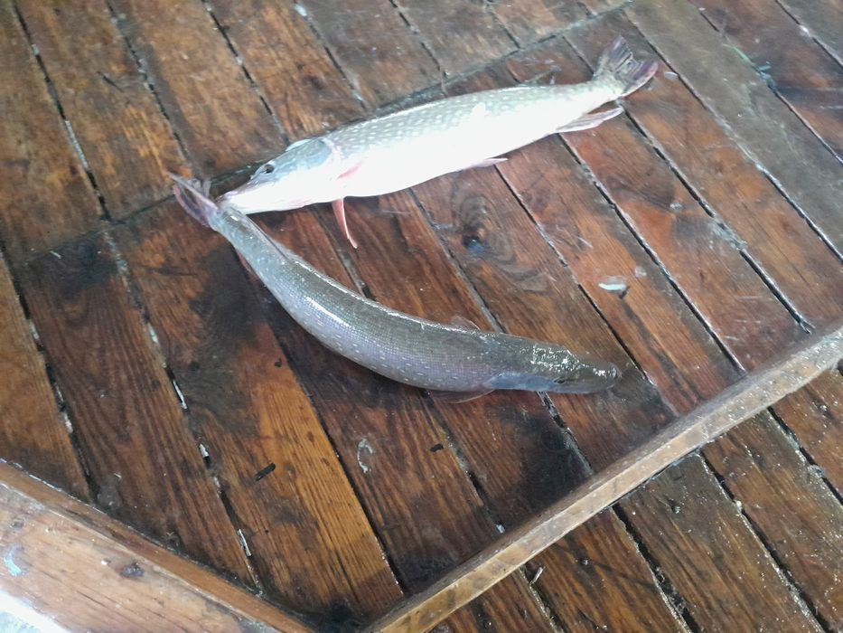 Sprzedaż ryb z własnej hodowli