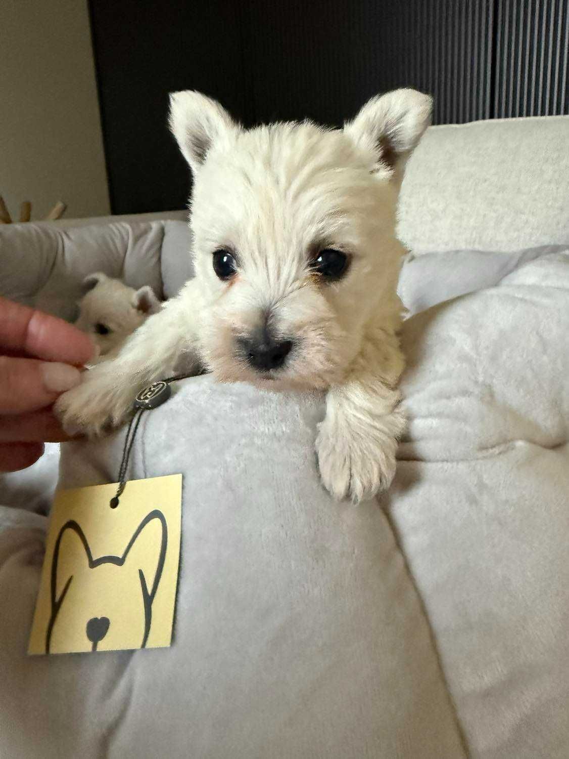 West Terrier malutka sunia