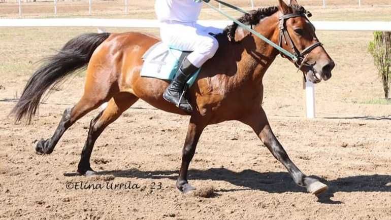 Cavalo Garrano puro