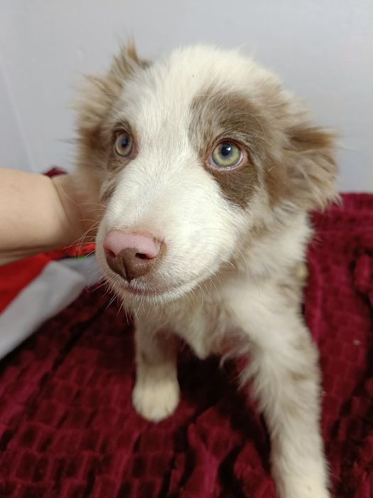 # # # suczka # # # lilac merle border collie badania rodowod