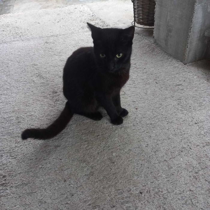 Animais para adoção responsável
