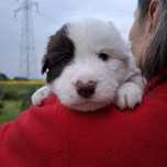 Border Collie szczenięta  FCI ZKwP