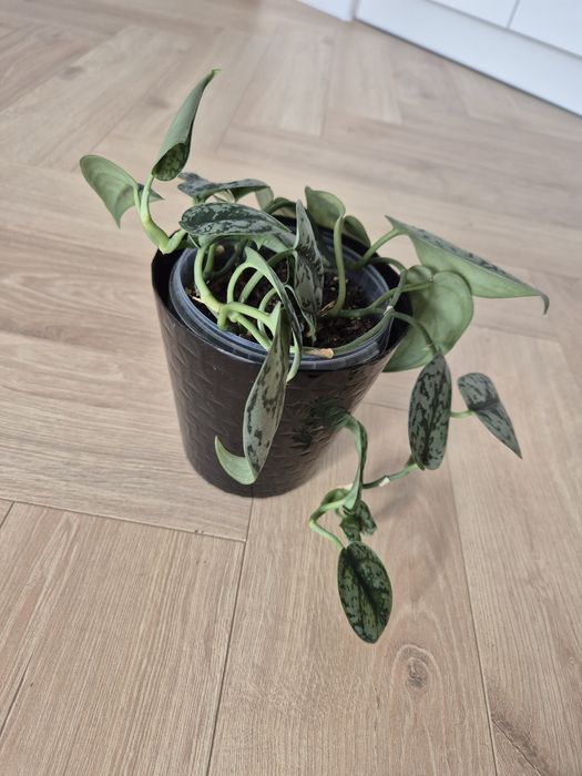 Scindapsus Silvery Ann rozm. M