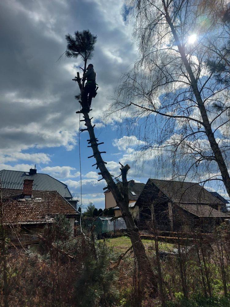 Pielęgnacja ogrodów,wycinka drzew,przycinanie żywpołotów,koszenie