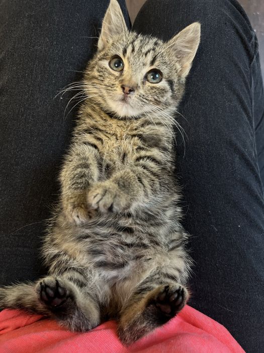 Małe kotki do adocji