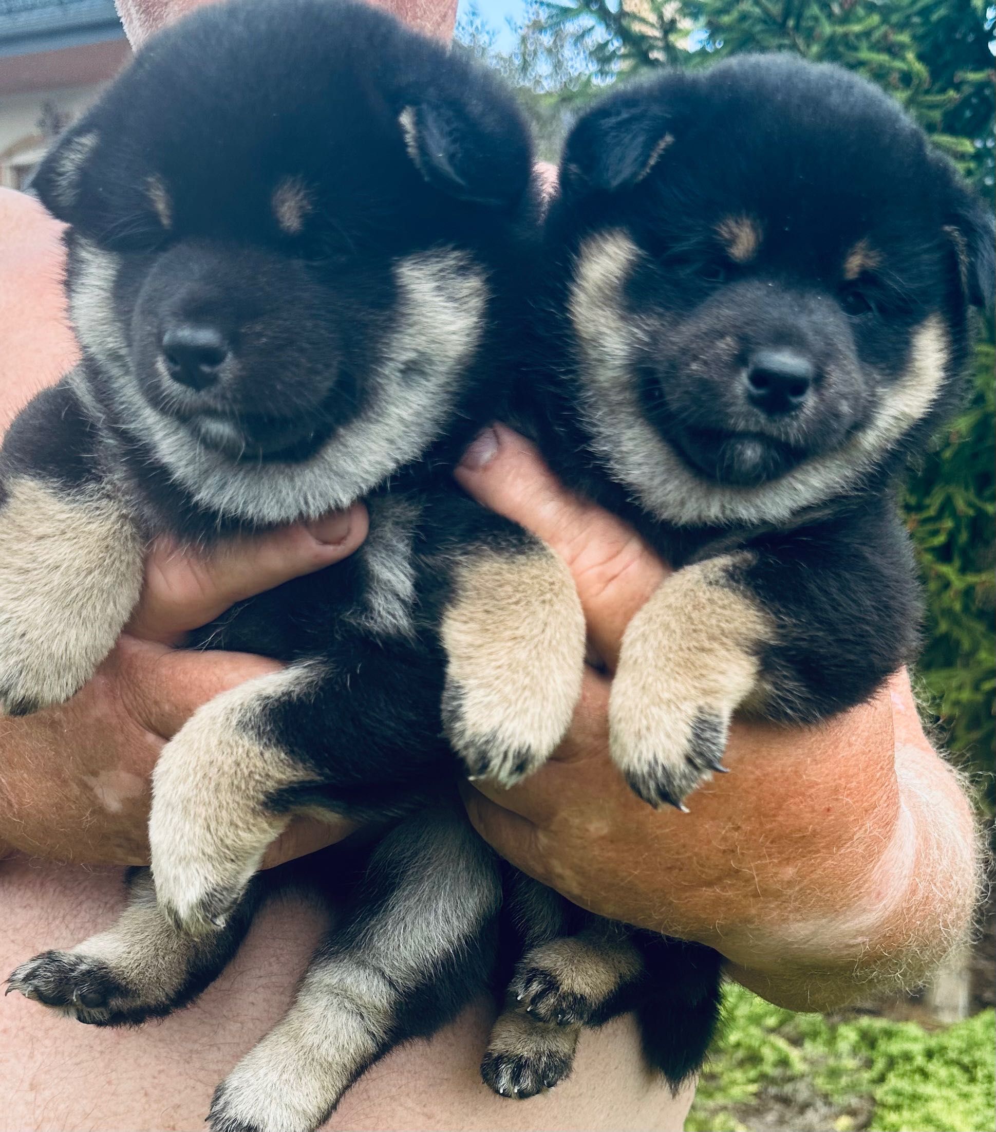 Piesek Shiba inu ZKwP FCI